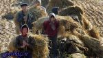 بحران غذایی در کرهشمالی به علت خشکسالی ادامهدار